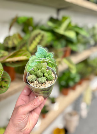 Adromischus Marianne