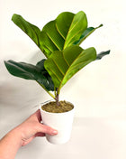 Faux Fiddle Fig