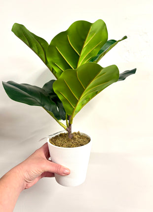 Faux Fiddle Fig