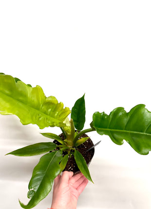Philodendron Narrow Escape