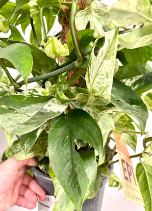 Epipremnum marble king