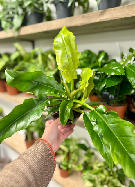 Philodendron Narrow Escape