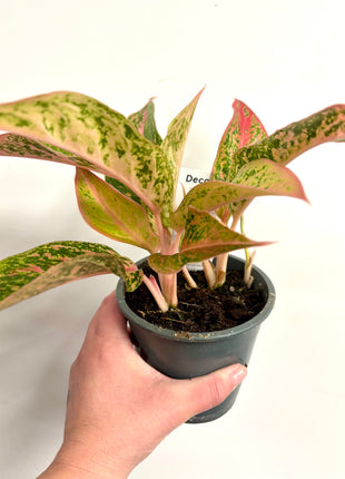 Aglaonema Prestige