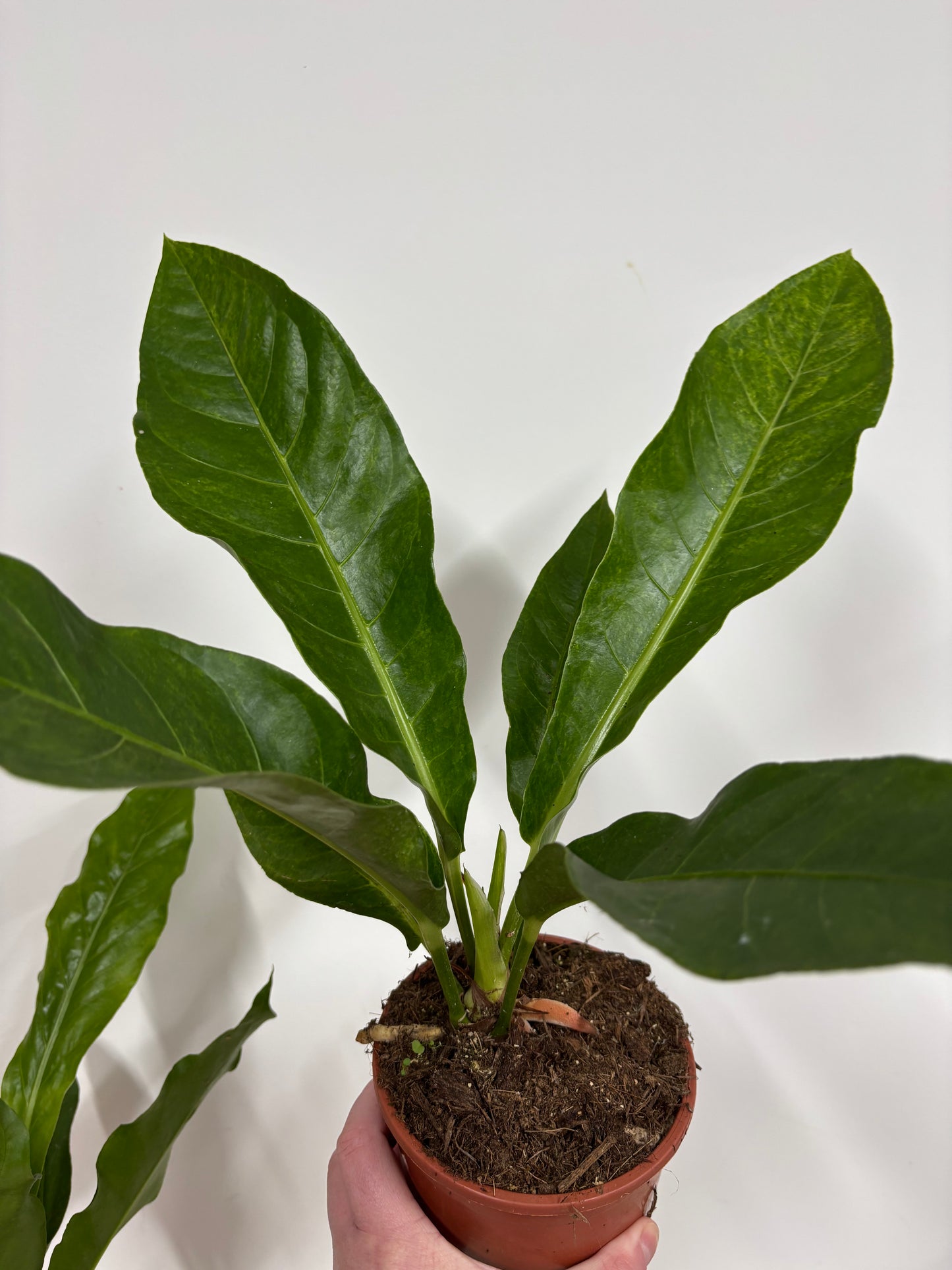 Anthurium Birdnest