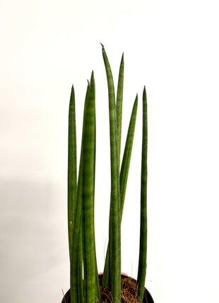Sansevieria Mikado