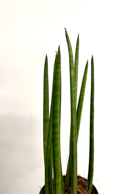 Sansevieria Mikado