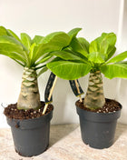 Hawaiian Palm