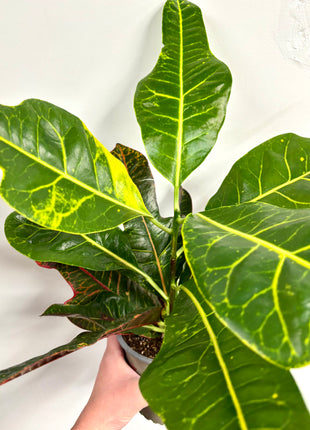 Codiaeum/Croton
