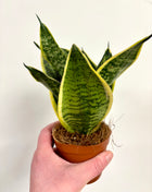 Sansevieria Hahnii