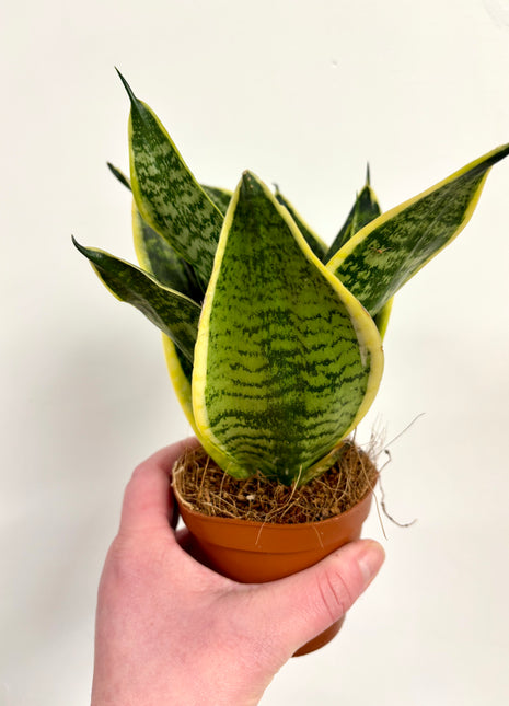 Sansevieria Hahnii