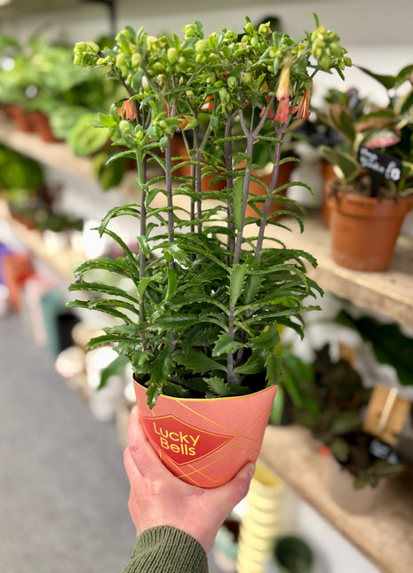 Kalanchoe Lucky Bells