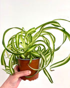 Chlorophytum Bonnie