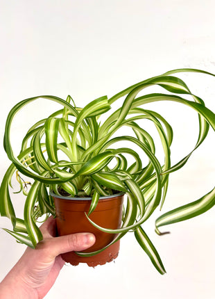 Chlorophytum Bonnie