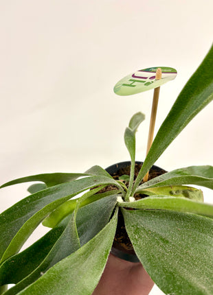 Platycerium / Staghorn Fern
