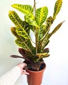 Codiaeum/Croton