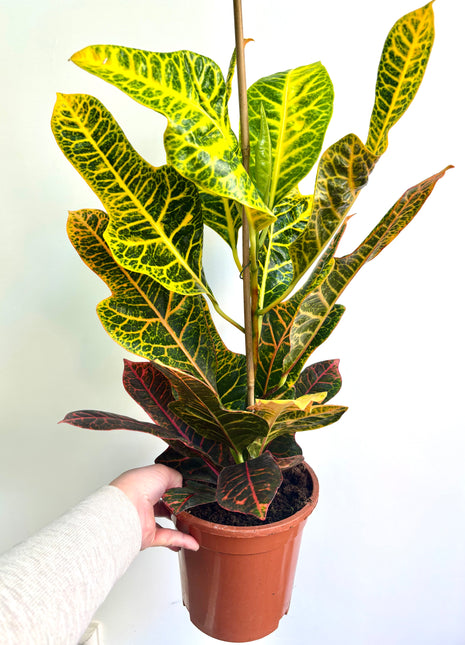 Codiaeum/Croton