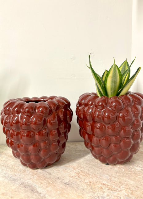 Raspberry pot