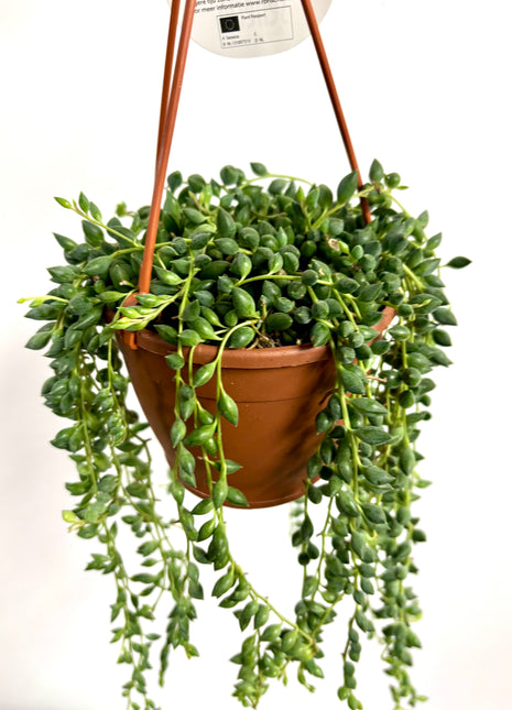 Senecio Herreianus/Tears