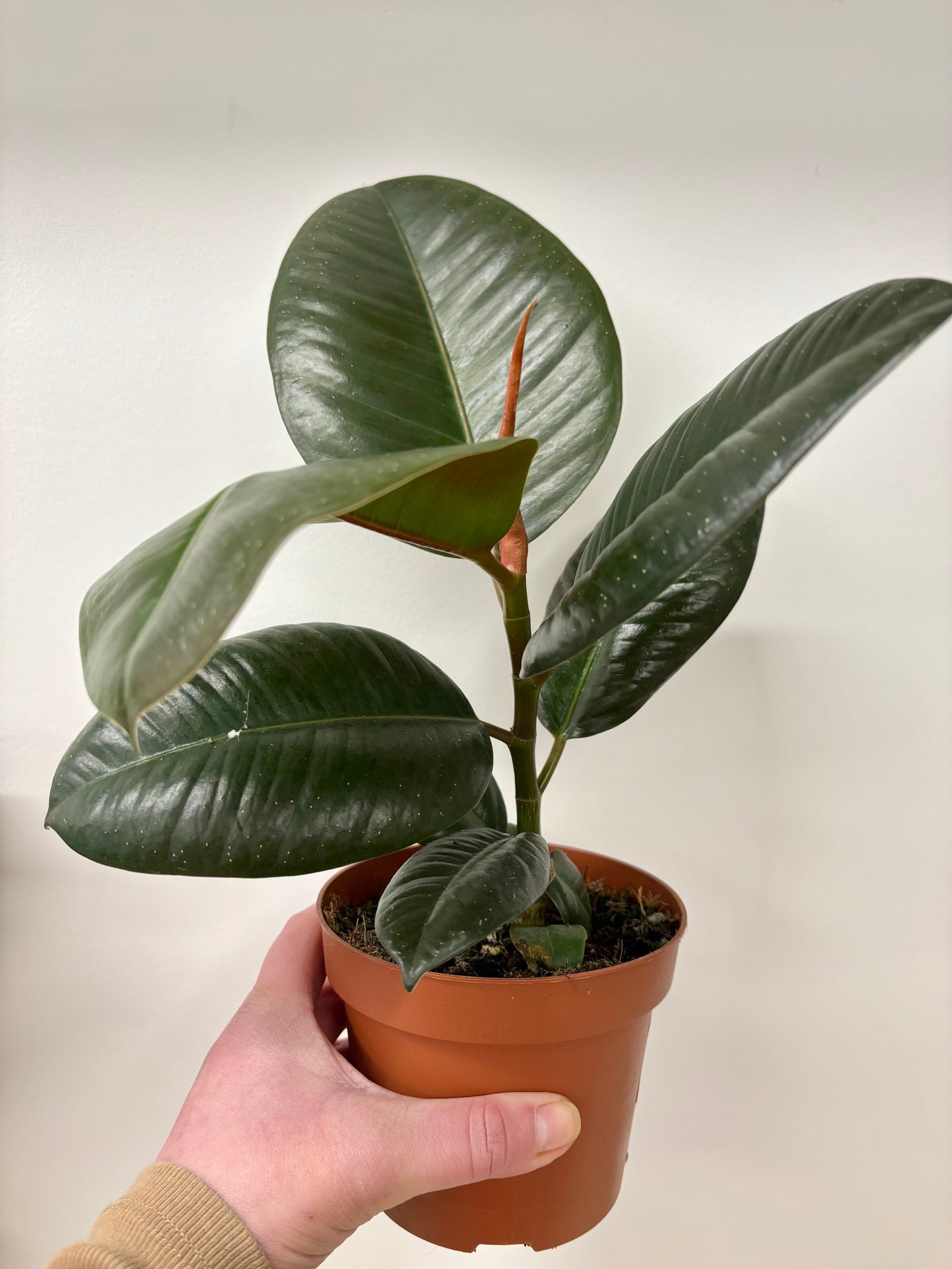 Ficus Robusta