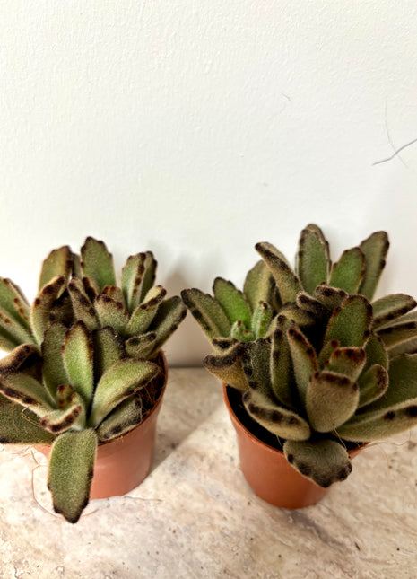 Kalanchoe Tomentosa Dark