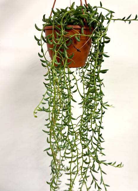 Senecio Radicans / String of Bananas