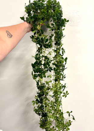 Cissus Striata