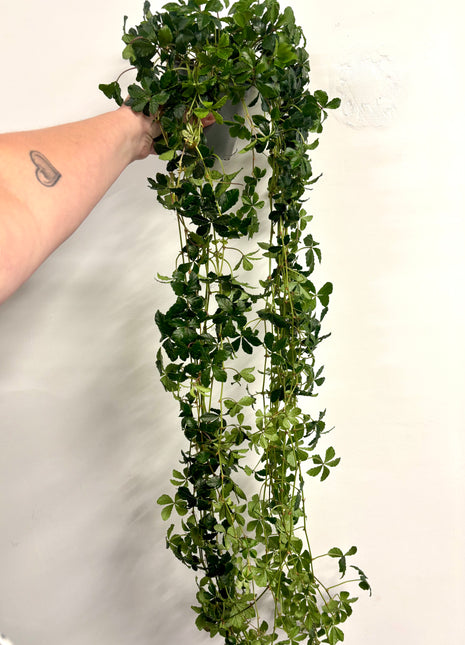 Cissus Striata