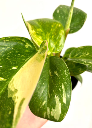 Philodendron Congo Variegata (possibly Green Congo Nuclear)