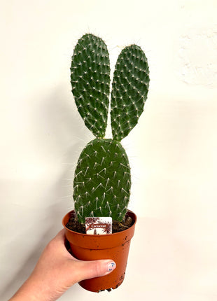 Opuntia Macrocalyx