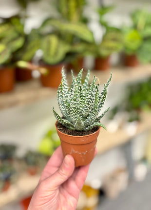 Aloe Humilis Shark