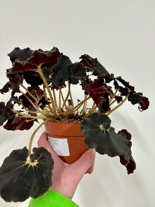 Begonia Rex Dark Mambo