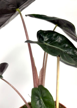 Alocasia Pink Dragon