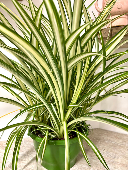 Chlorophytum Spider Plant