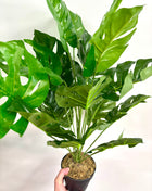 Faux Monstera