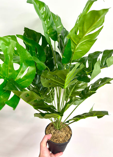 Faux Monstera