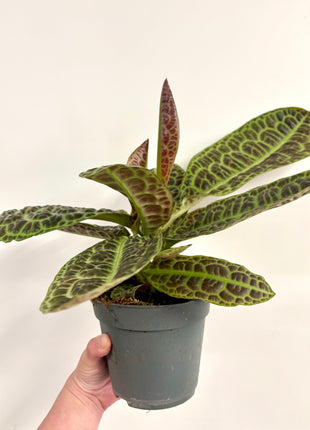 Lubisia Obtusifolia Kura Kura / Turtle back
