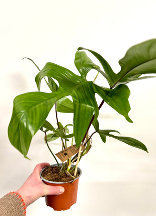 Philodendron Florida