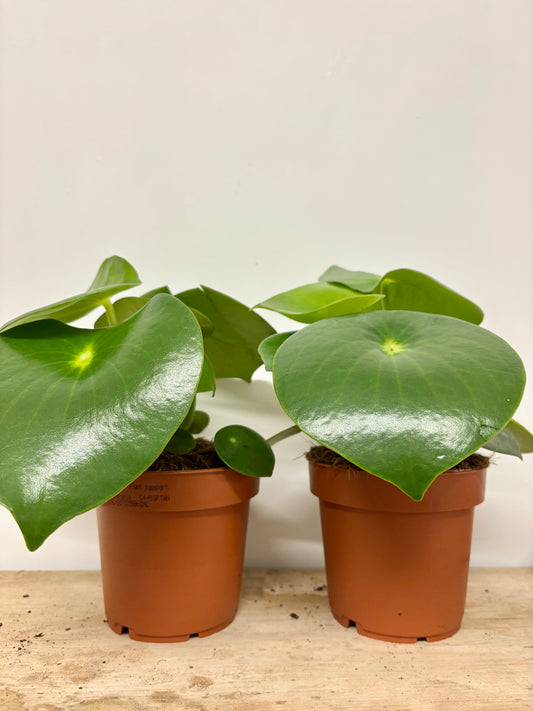 Peperomia Raindrop