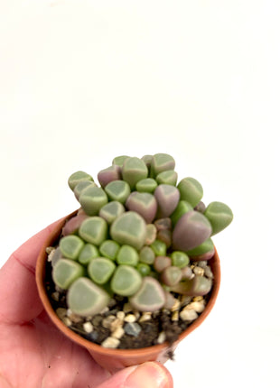 Fenestraria Rhopalophylla