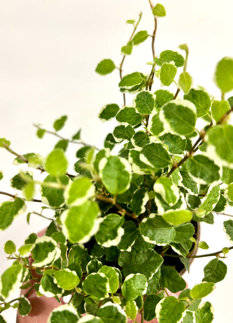 Ficus White Sunny