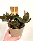 Ludisia Green Velvet / Jewel Orchid