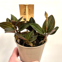 Collection image for: New In