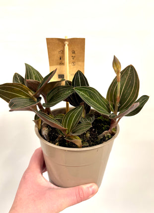 Ludisia Green Velvet / Jewel Orchid