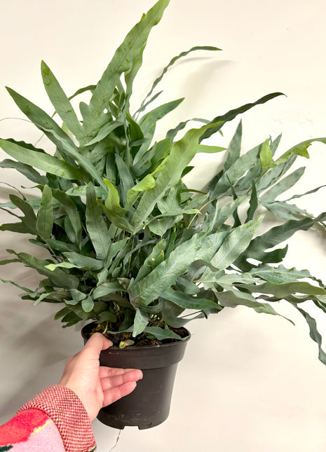Phlebodium Blue Star