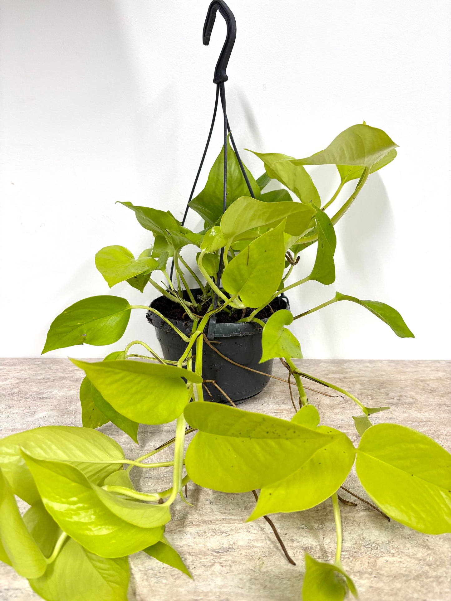 Epipremnum Golden Pothos