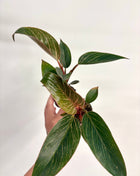 Philodendron Pink Bikini