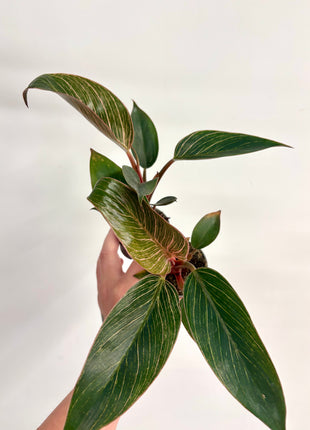 Philodendron Pink Bikini
