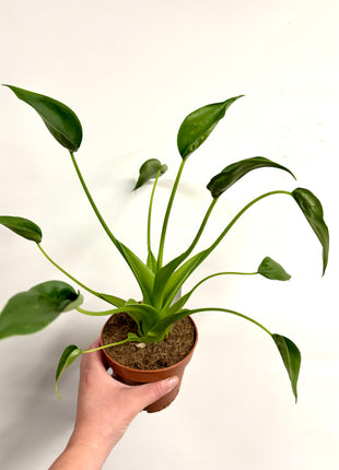 Alocasia Tiny Dancer