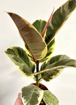 Ficus Tineke