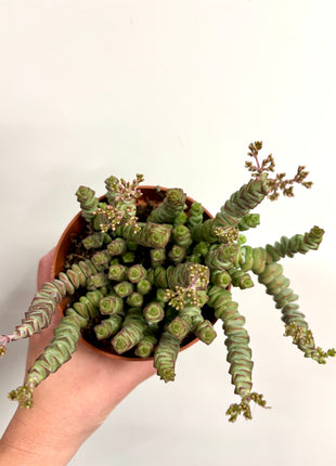 Crass Marnieriana Hottentot